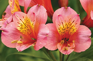 Peruvian Lily Regina