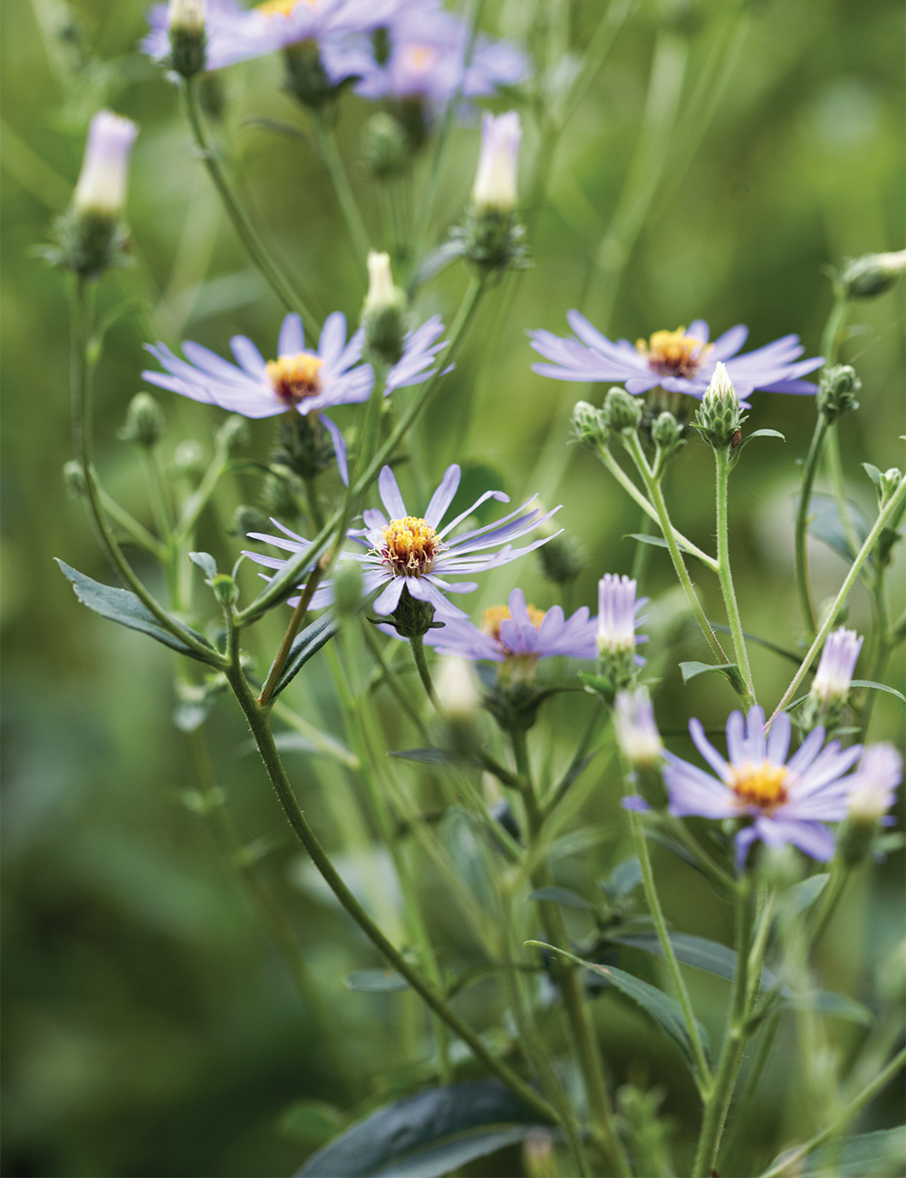 Easter Daisy 'Twilight'