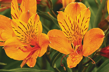Peruvian Lily Yellow King