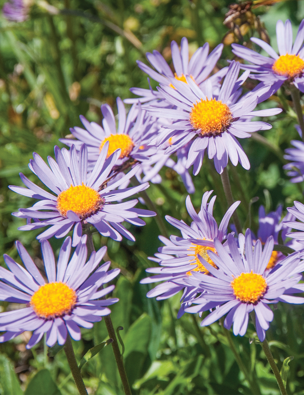 Aster 'Alpine Aster Blue'