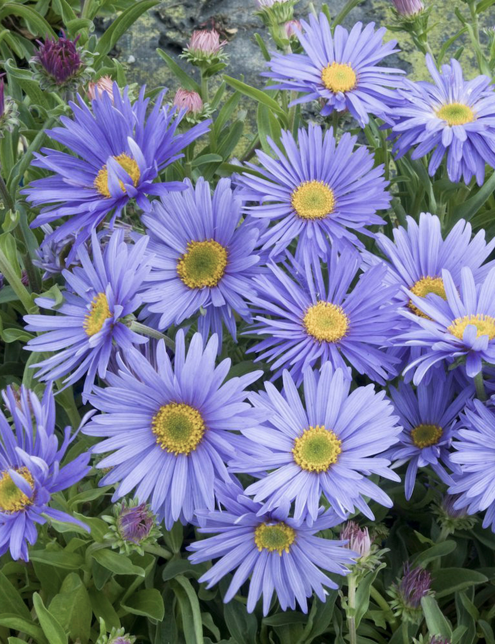 Aster Goliath