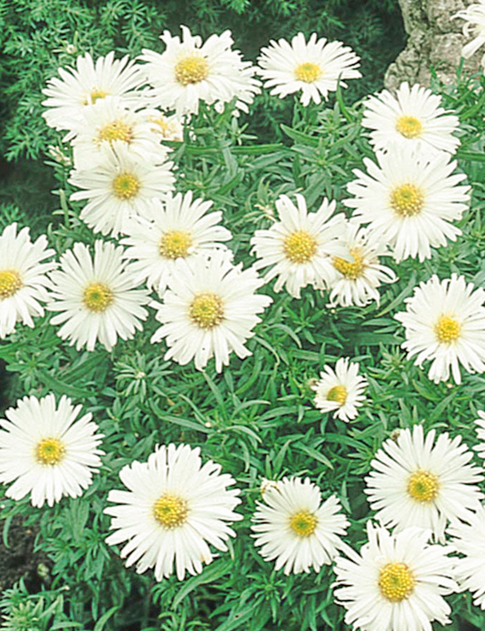 Aster White Beauty