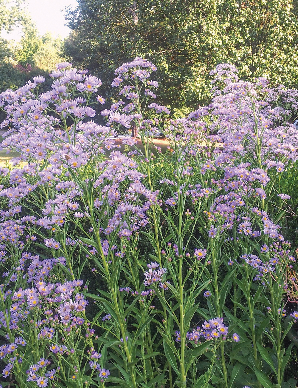 Tatarian Aster