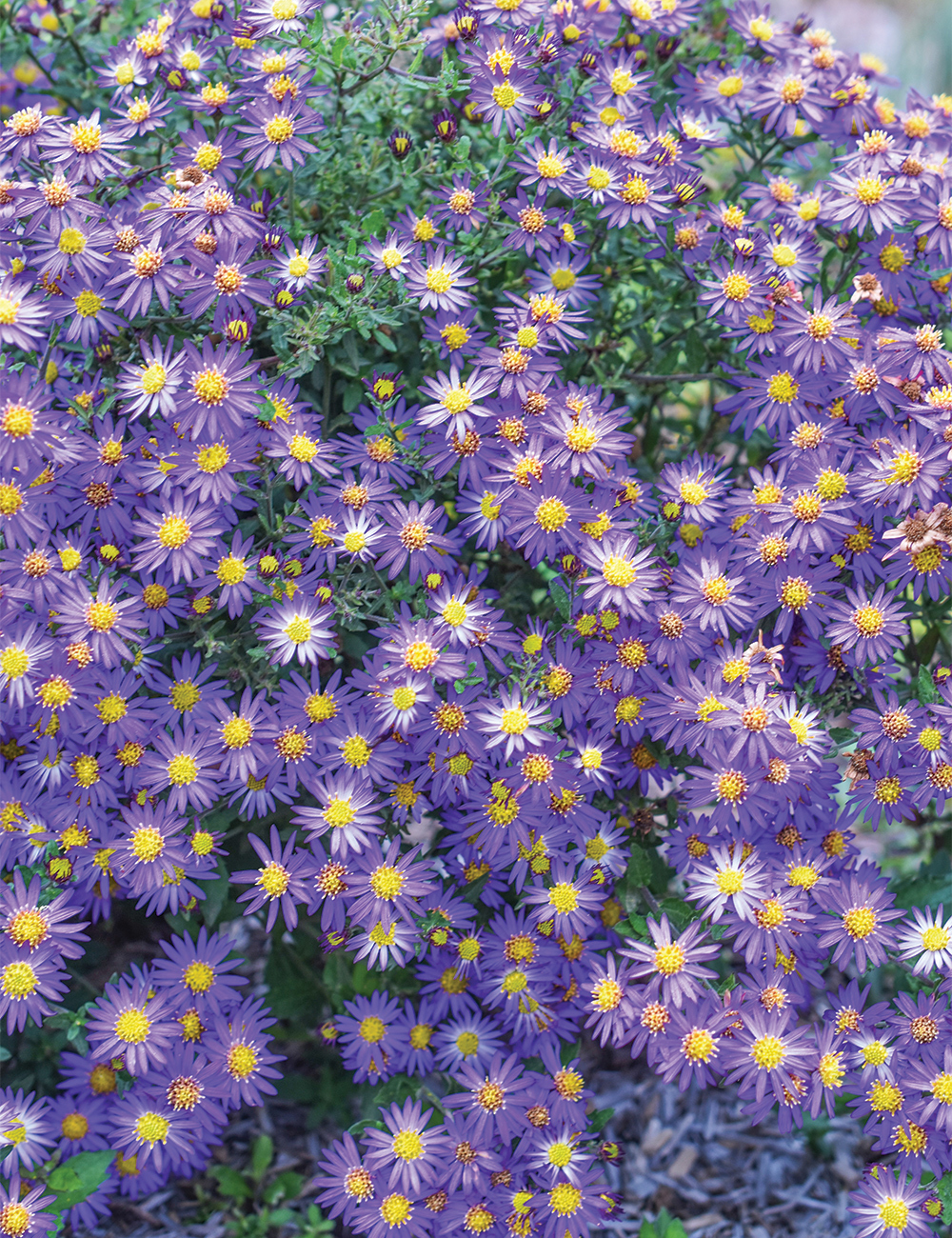 Aster 'Mason Reed'