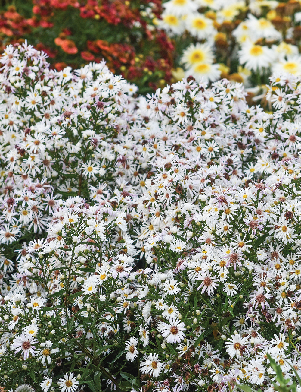 Aster 'Snow White'