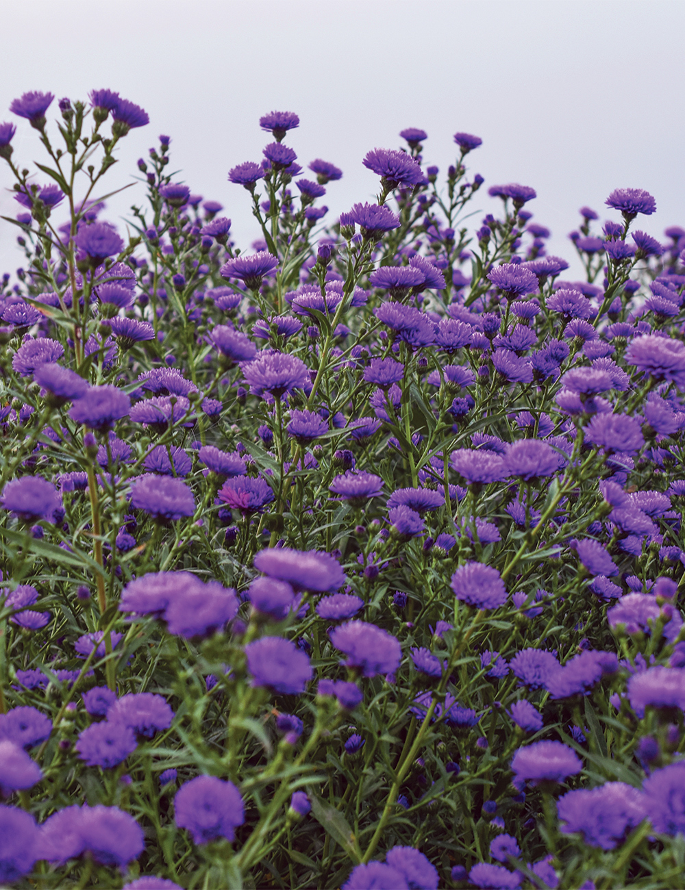 Aster 'Purple Prince'