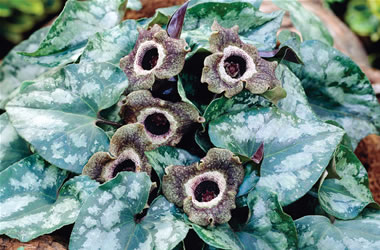 Chinese Wild Ginger