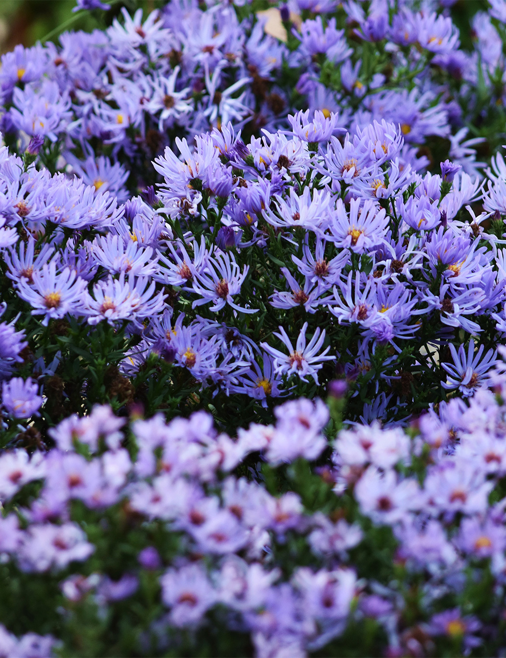 Aster 'Kinglake'