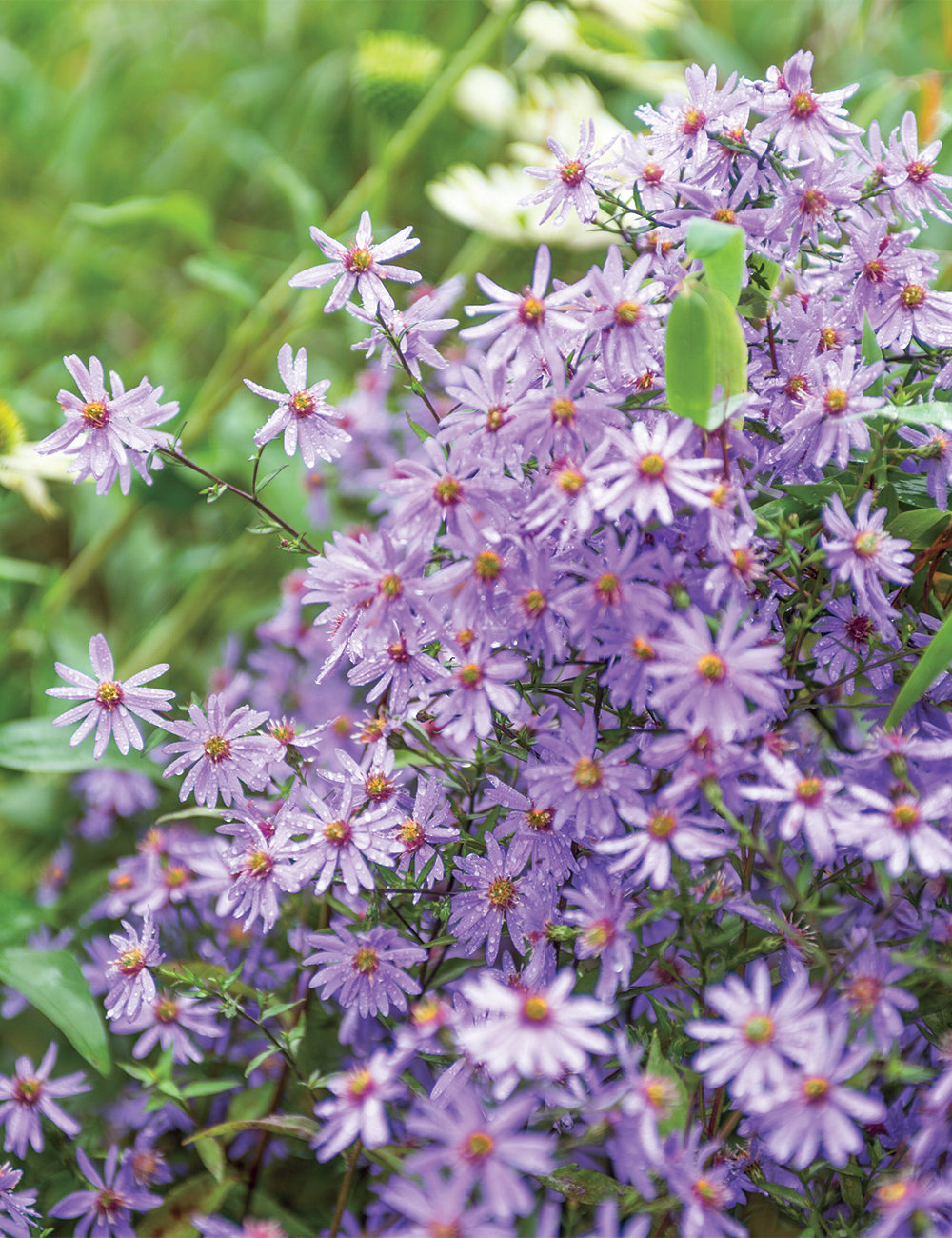 Aster 'Orpheus'