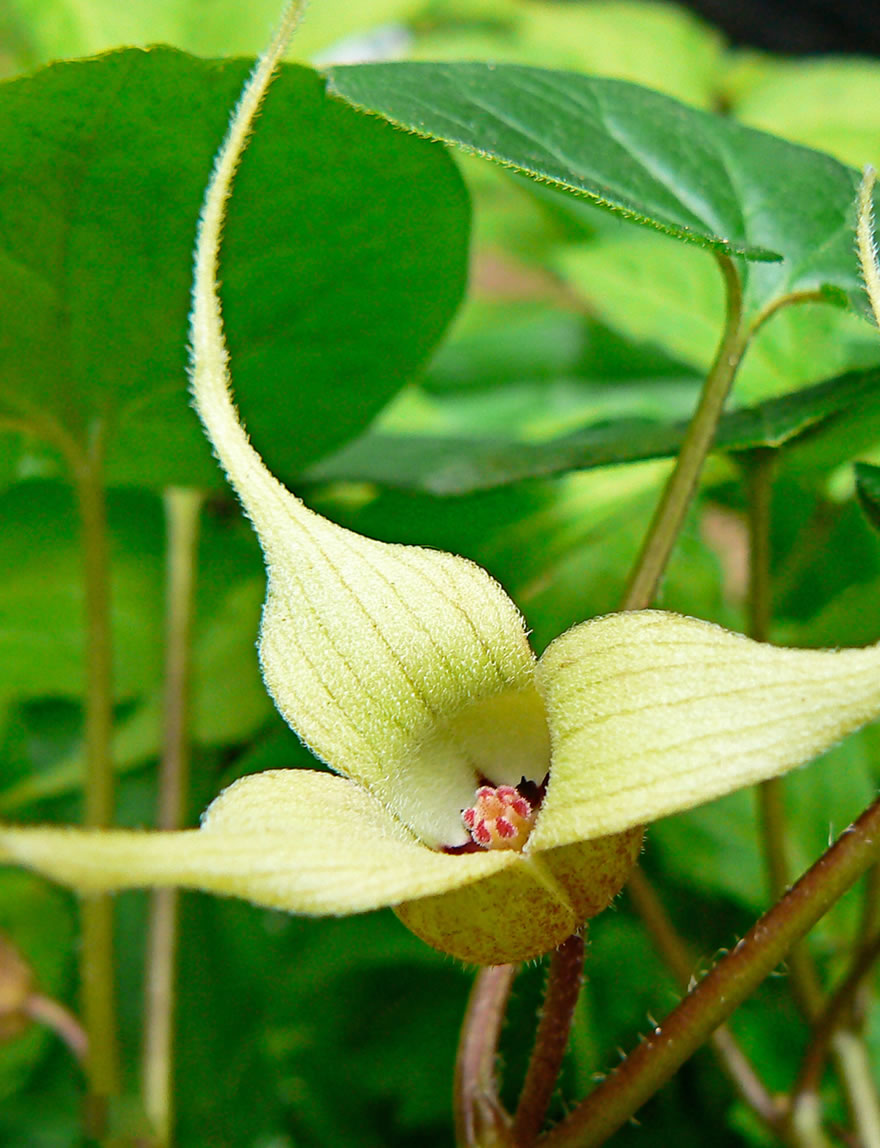 White Panda Plant