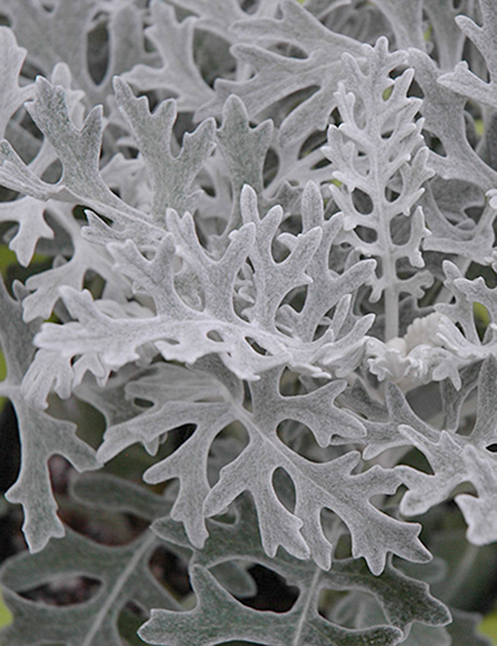 Artemisia Grey Lace