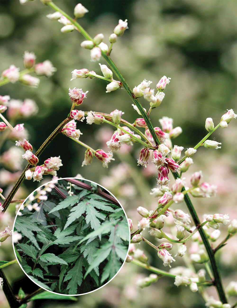 Artemisia 'Guizhou'