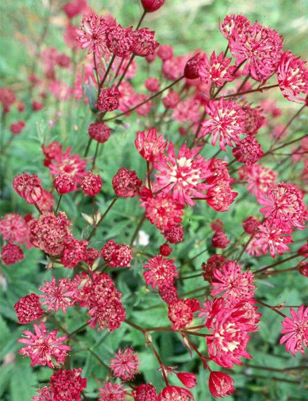 Astrantia 'Rubra'