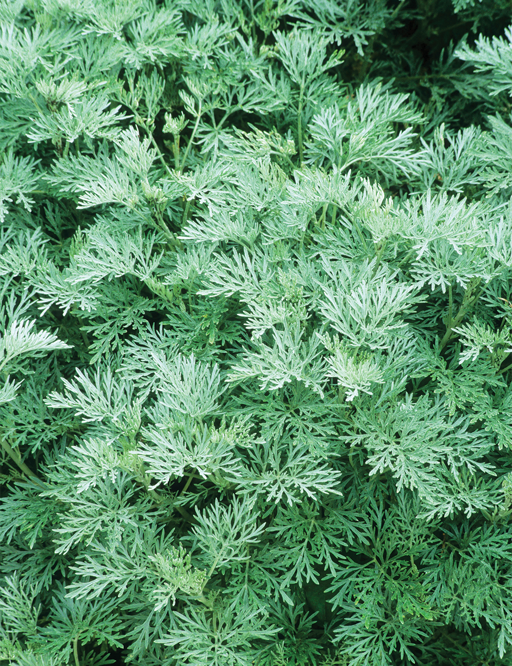 Artemisia 'Powis Castle'