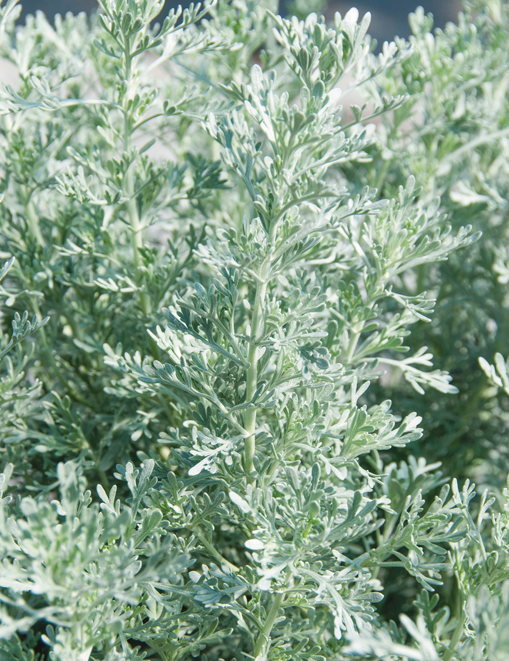 Artemisia 'Parfum d' Ethiopia'