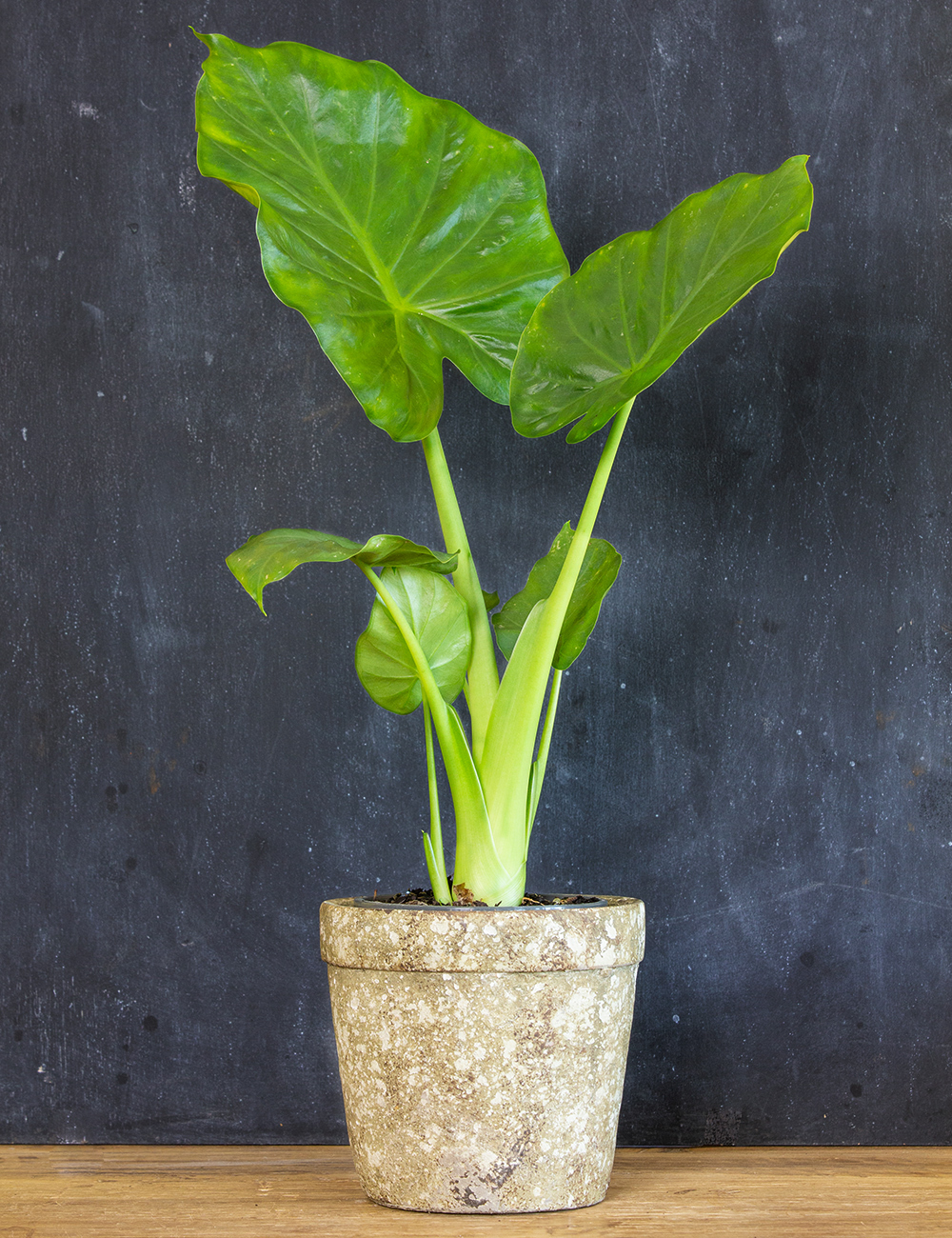 Alocasia Giant Taro