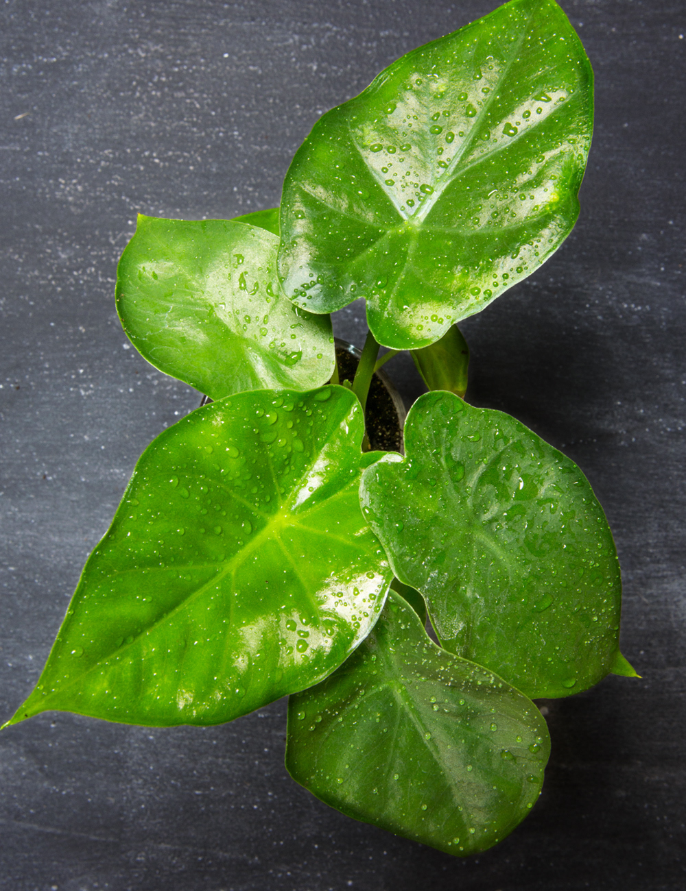 Alocasia Giant Elephant's Ear