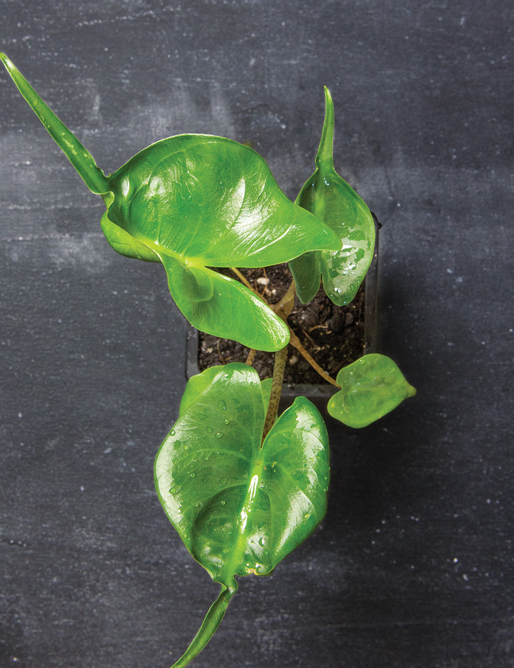 Elephant Ear Plant 'Stingray'