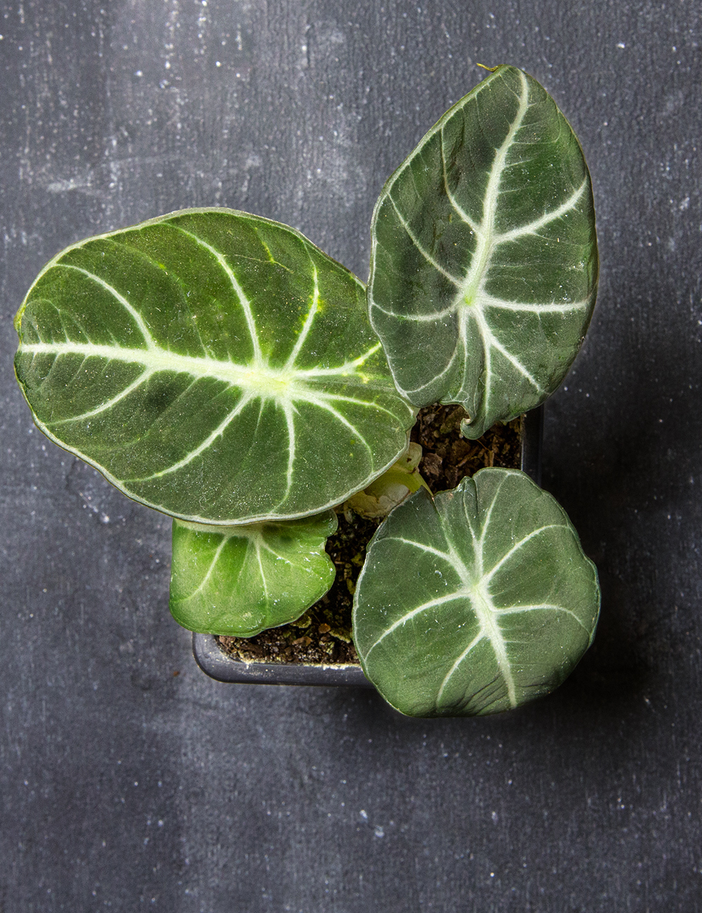 Jewel Alocasia 'Black Velvet'