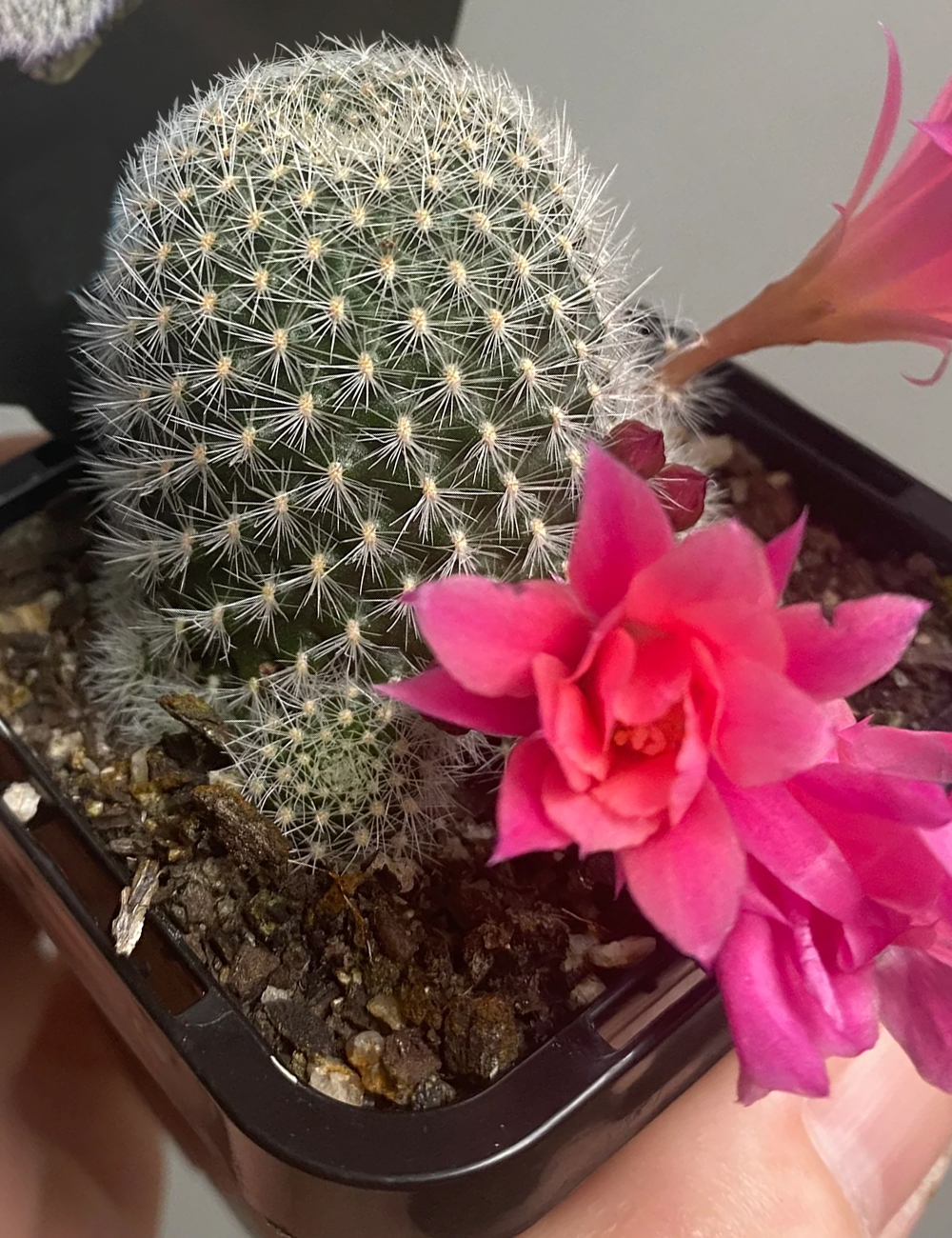 Bolivian Cactus 'Paradisian Pink'