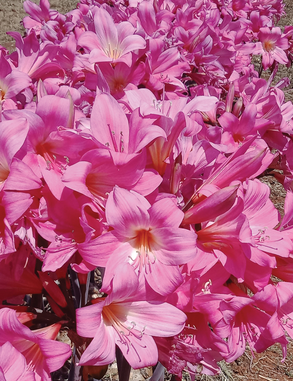 Giant Belladonna Lily