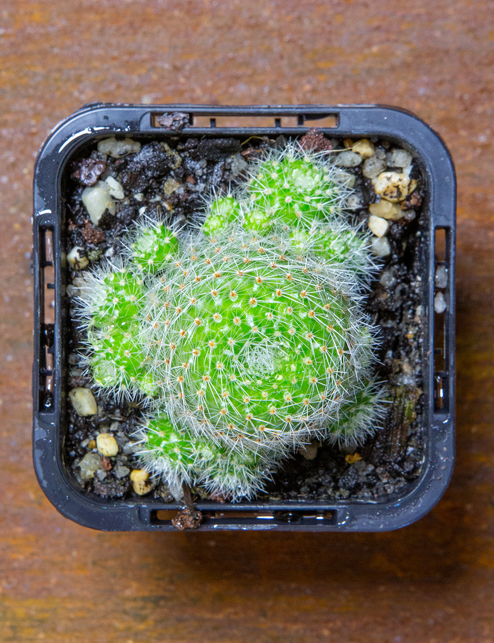 Crown Cactus 'Pink Champagne'