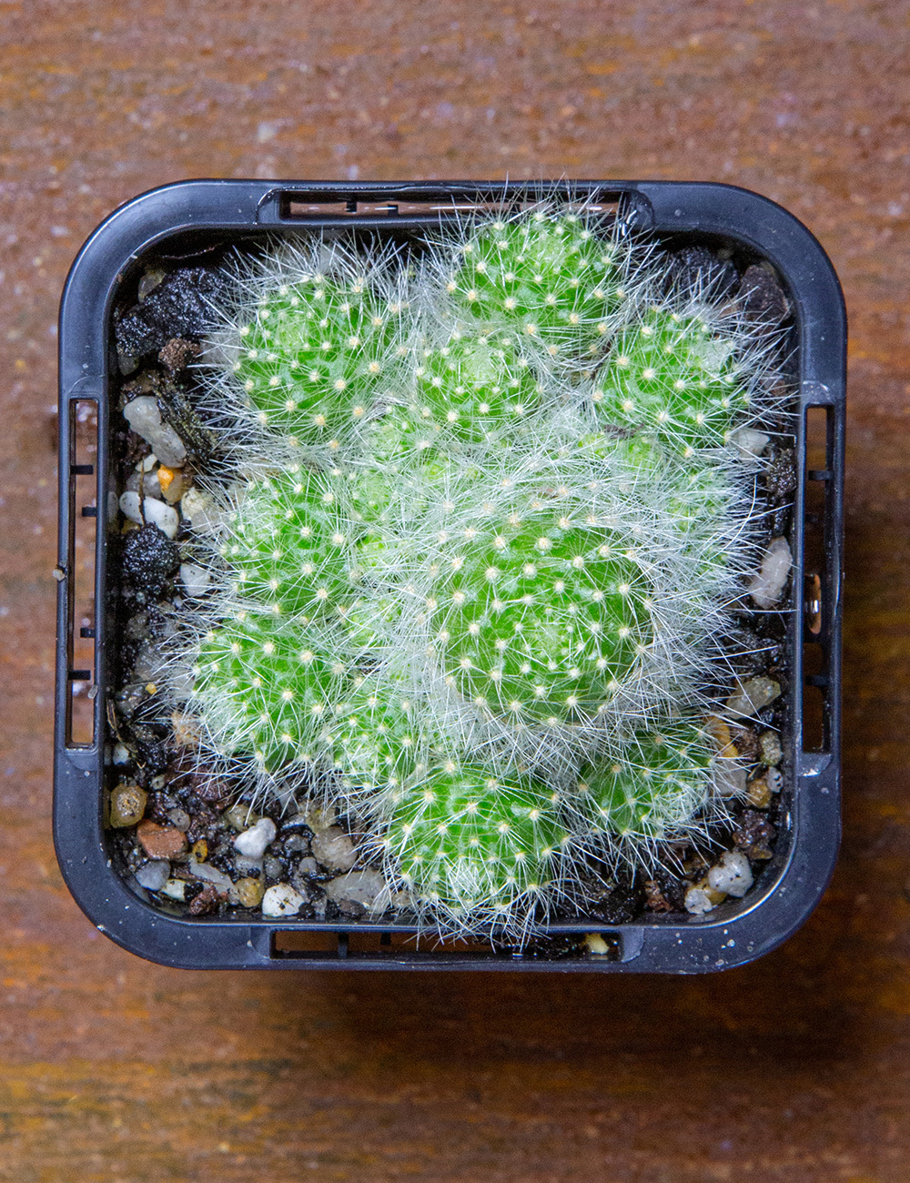 Crown Cactus 'White'