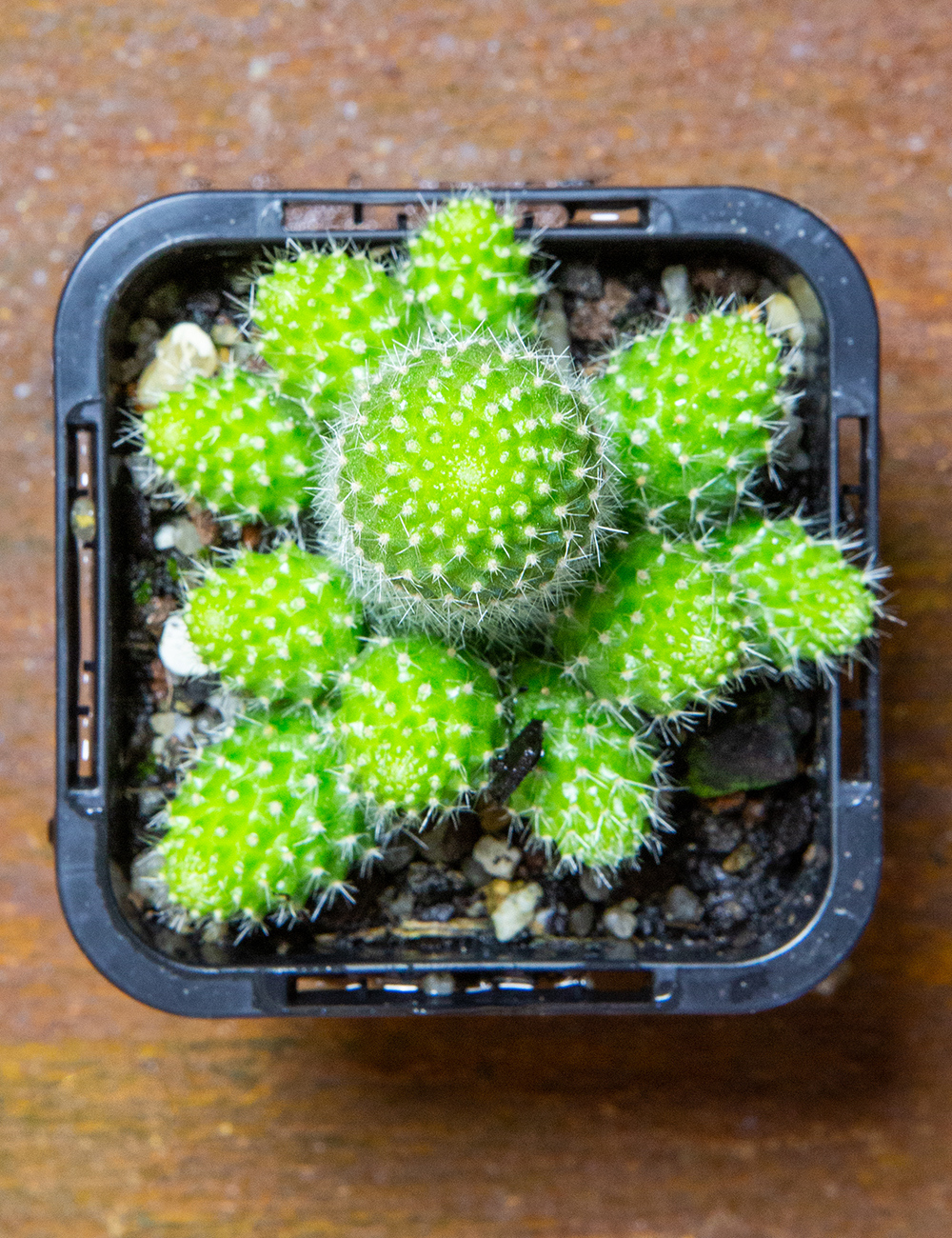 Crown Cactus 'Yellow'