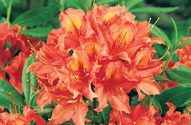 (32A) Mollis Azaleas Brazil