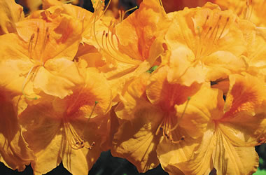 Mollis Azalea 'Golden Eagle'