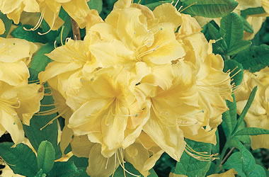 (32A) Mollis Azaleas Mernda Yellow