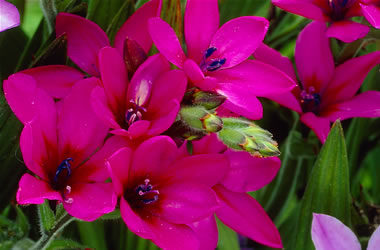 Babiana Purple Star