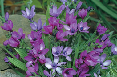 Babiana 'Royal Velvet'