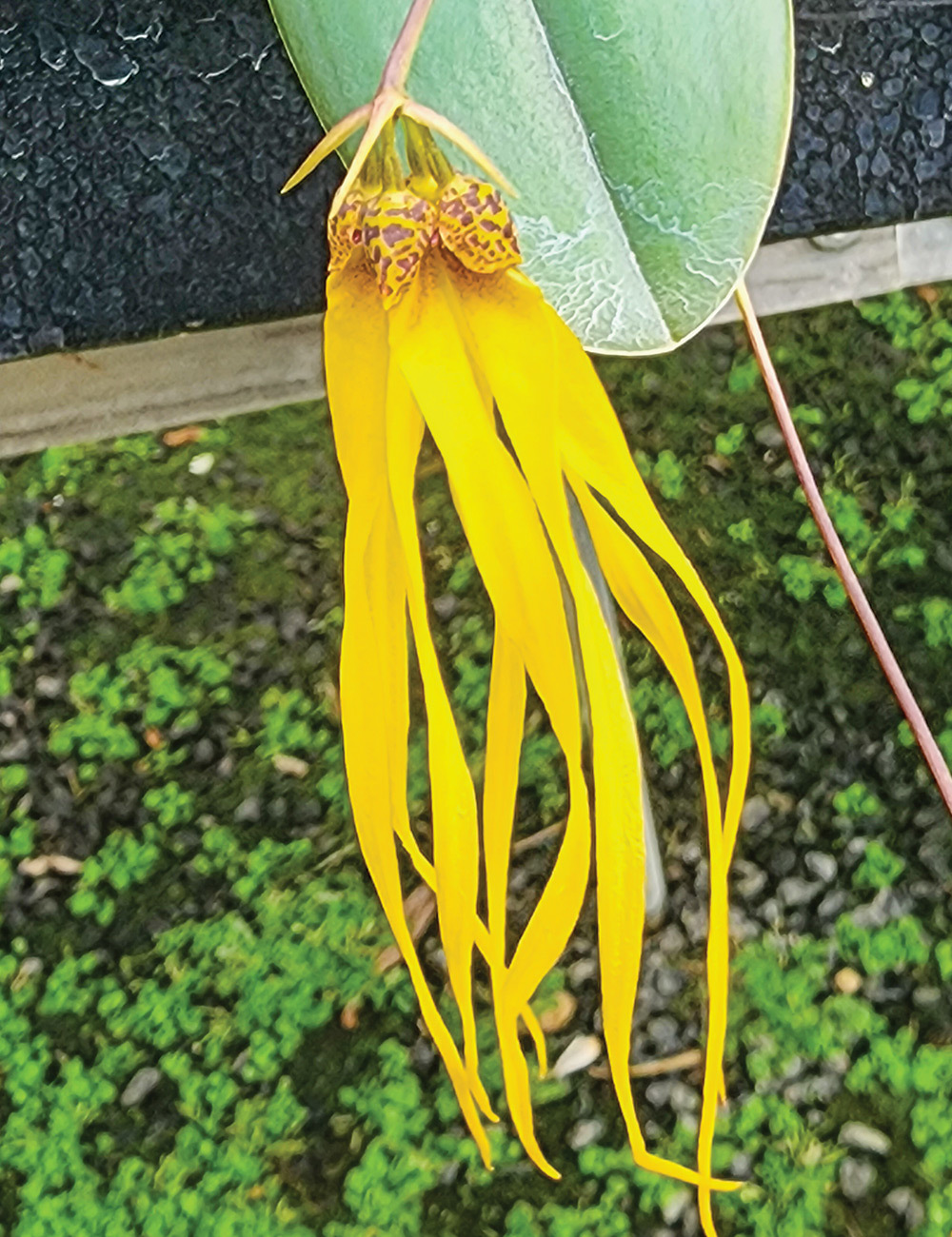 Malaysian Orchid