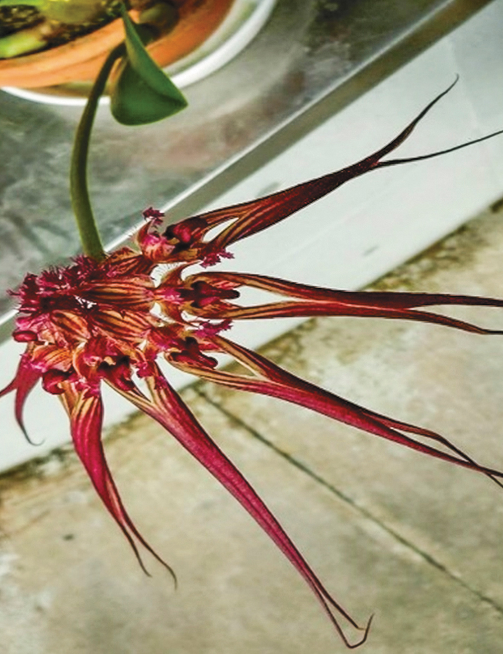 Bulbophyllum Dark Star Orchid