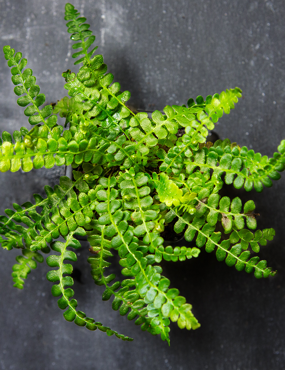 Alpine Water Fern