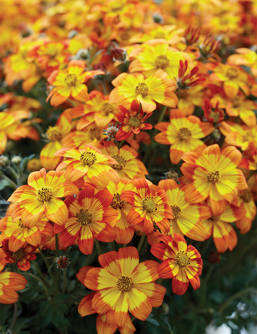 Bidens 'Blazing Glory'