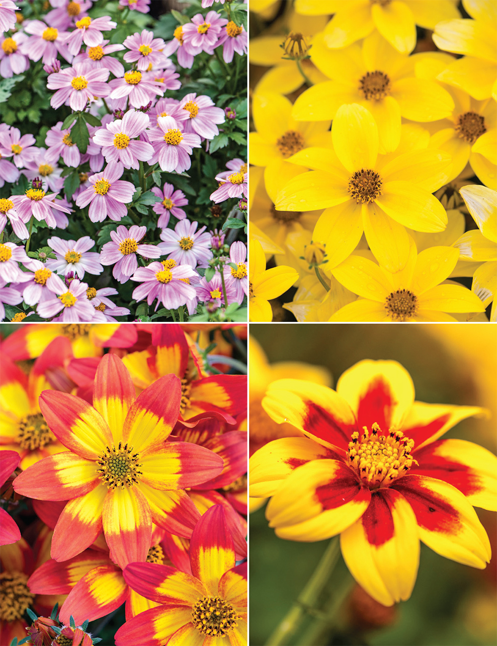 Bidens Collection