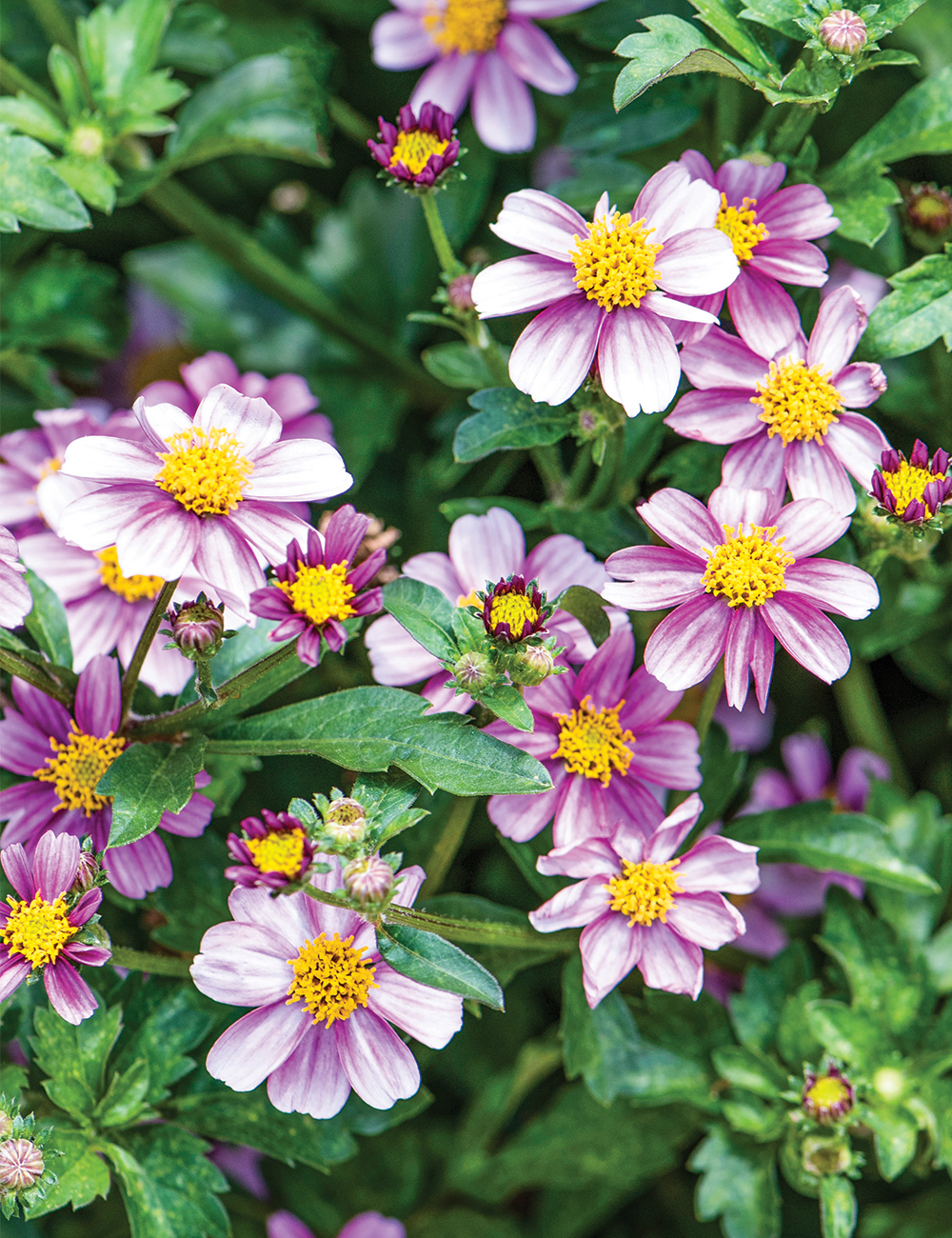 Bidens 'Firelight'