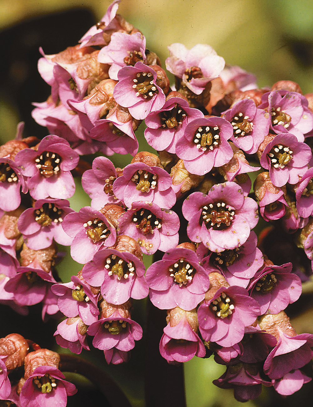 Bergenia Heart Leaf