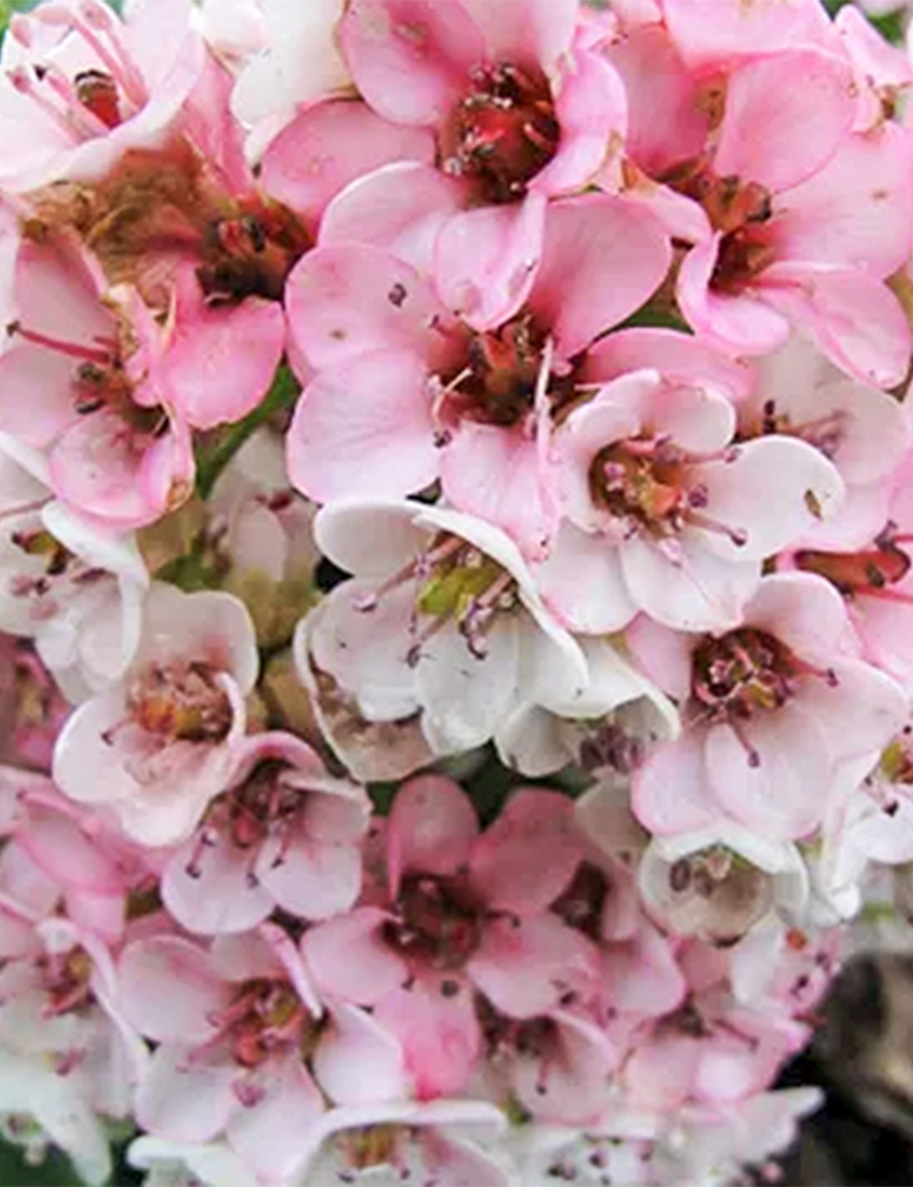 Winter Bergenia