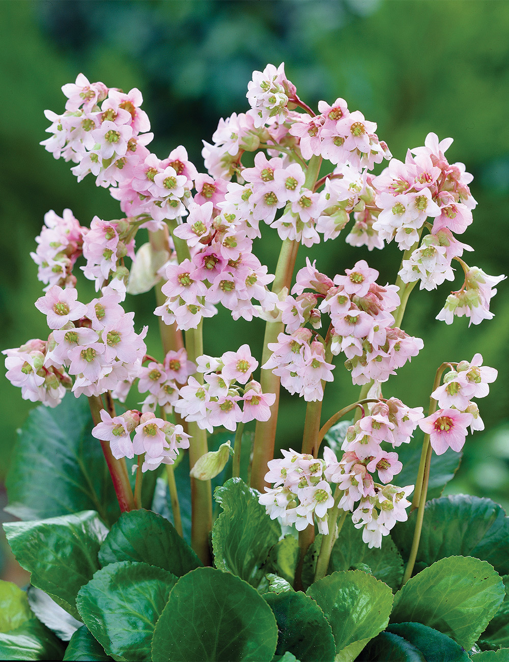 Bergenia 'Baby Doll'