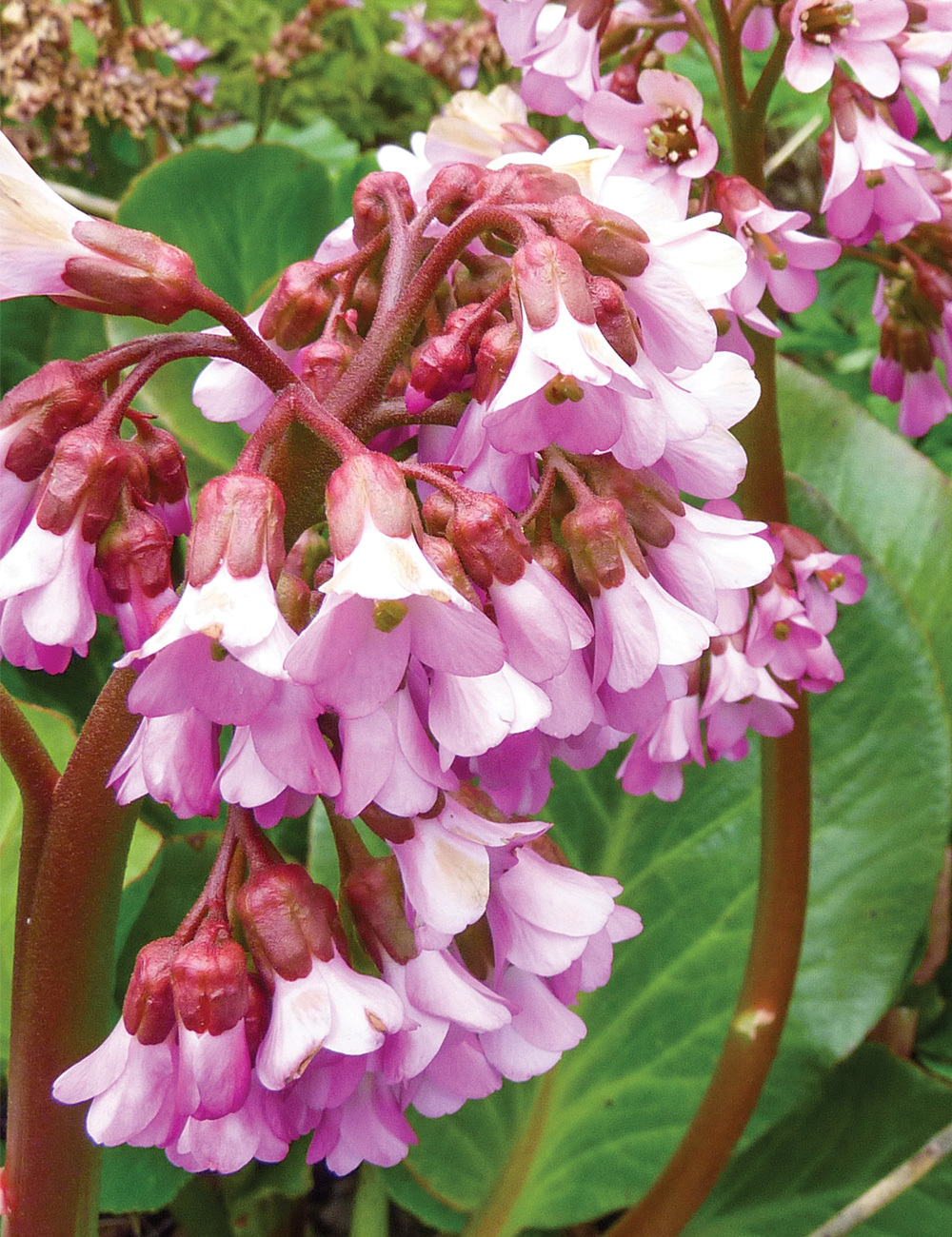 Bergenia 'Oeschberg'