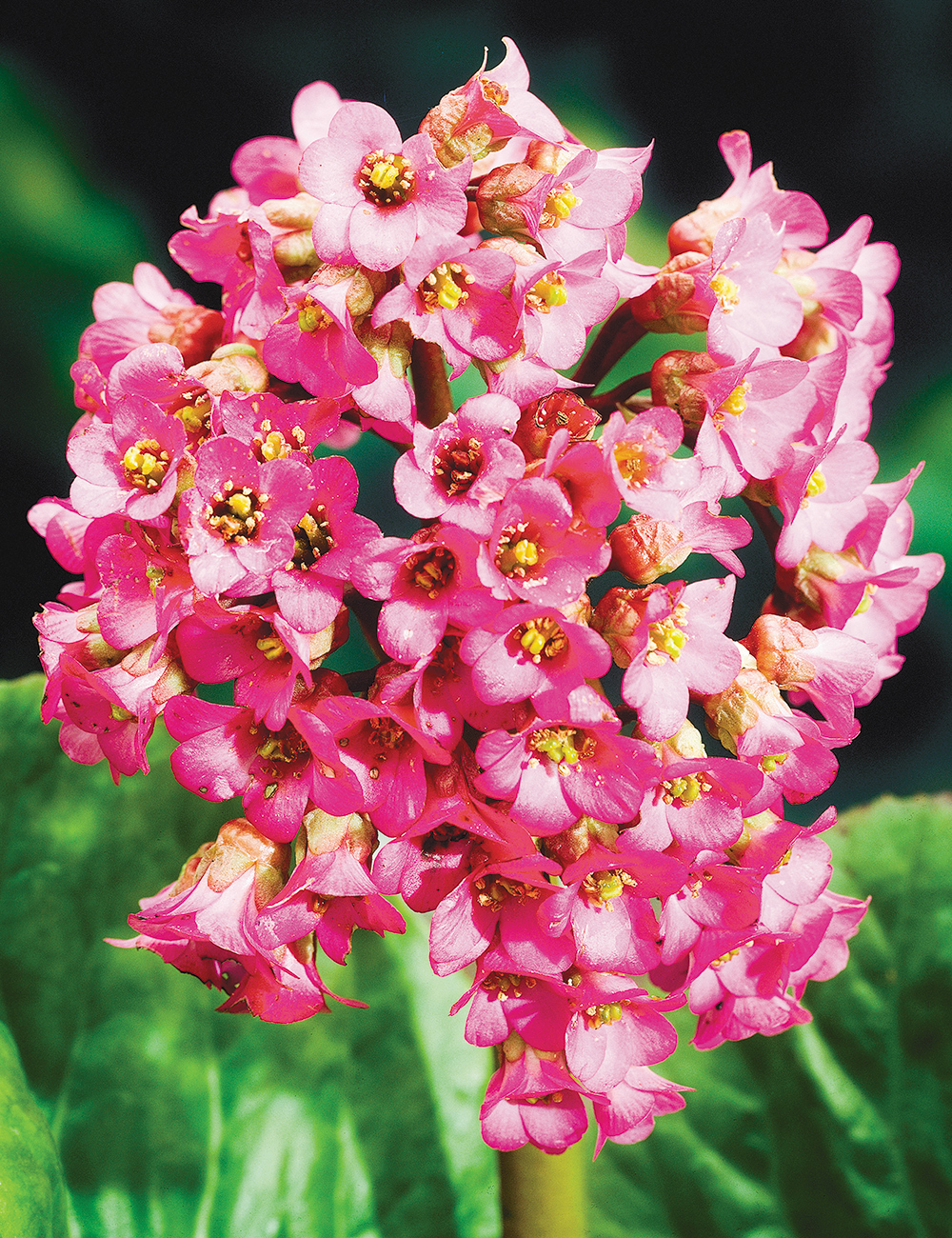 Bergenia Red Beauty