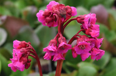Bergenia Winter Glow