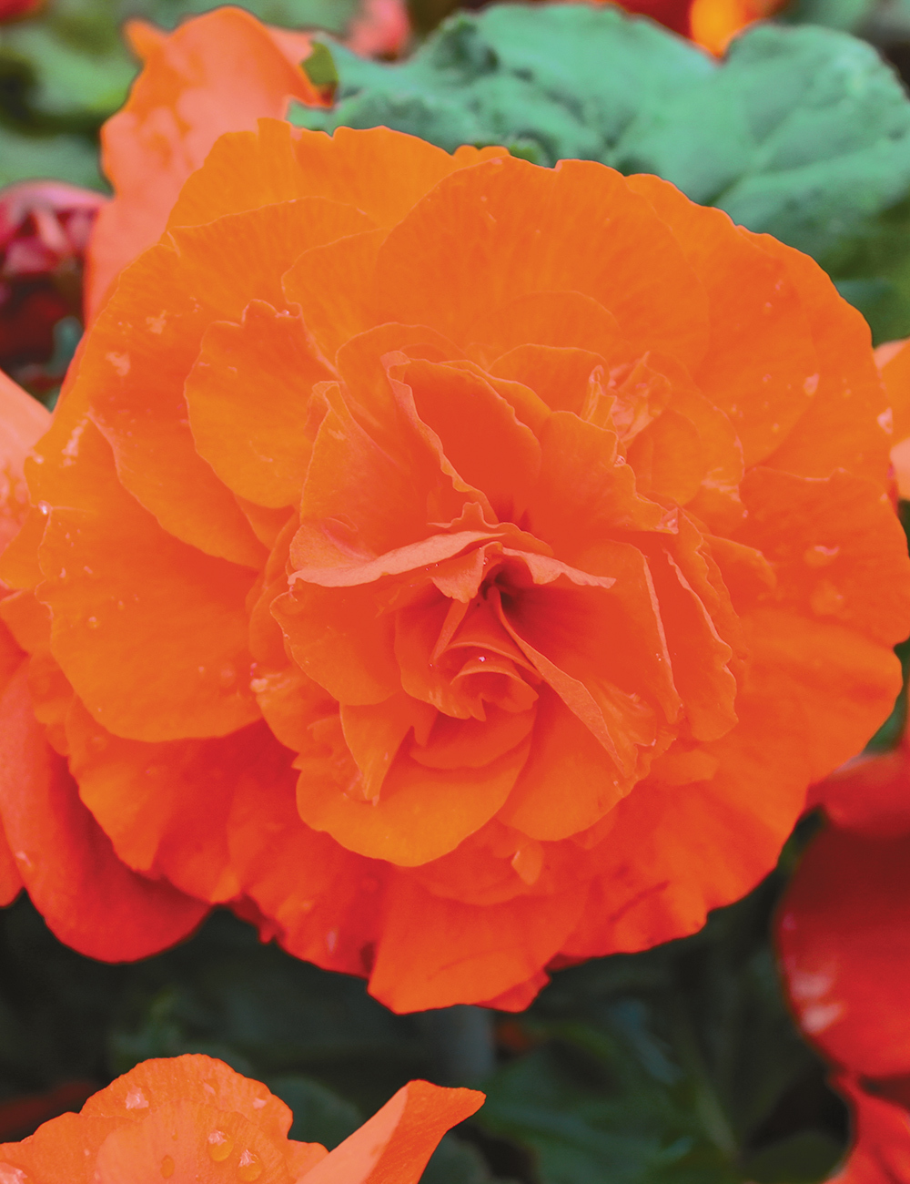 AmeriHybrid Tuberous Begonia 'Arizona Sky'