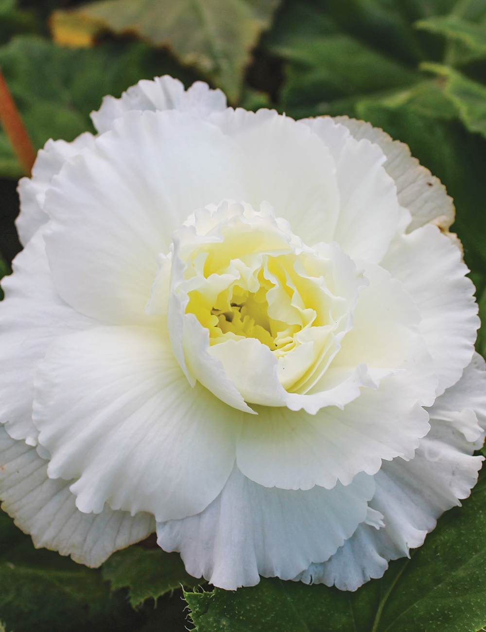 AmeriHybrid Tuberous Begonia 'Baikal'