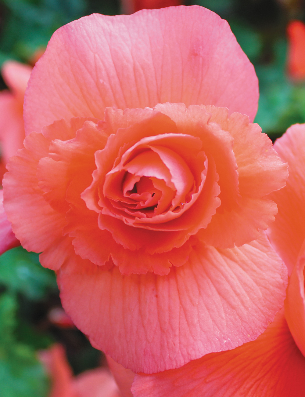 AmeriHybrid Tuberous Begonia 'Cape Coral'