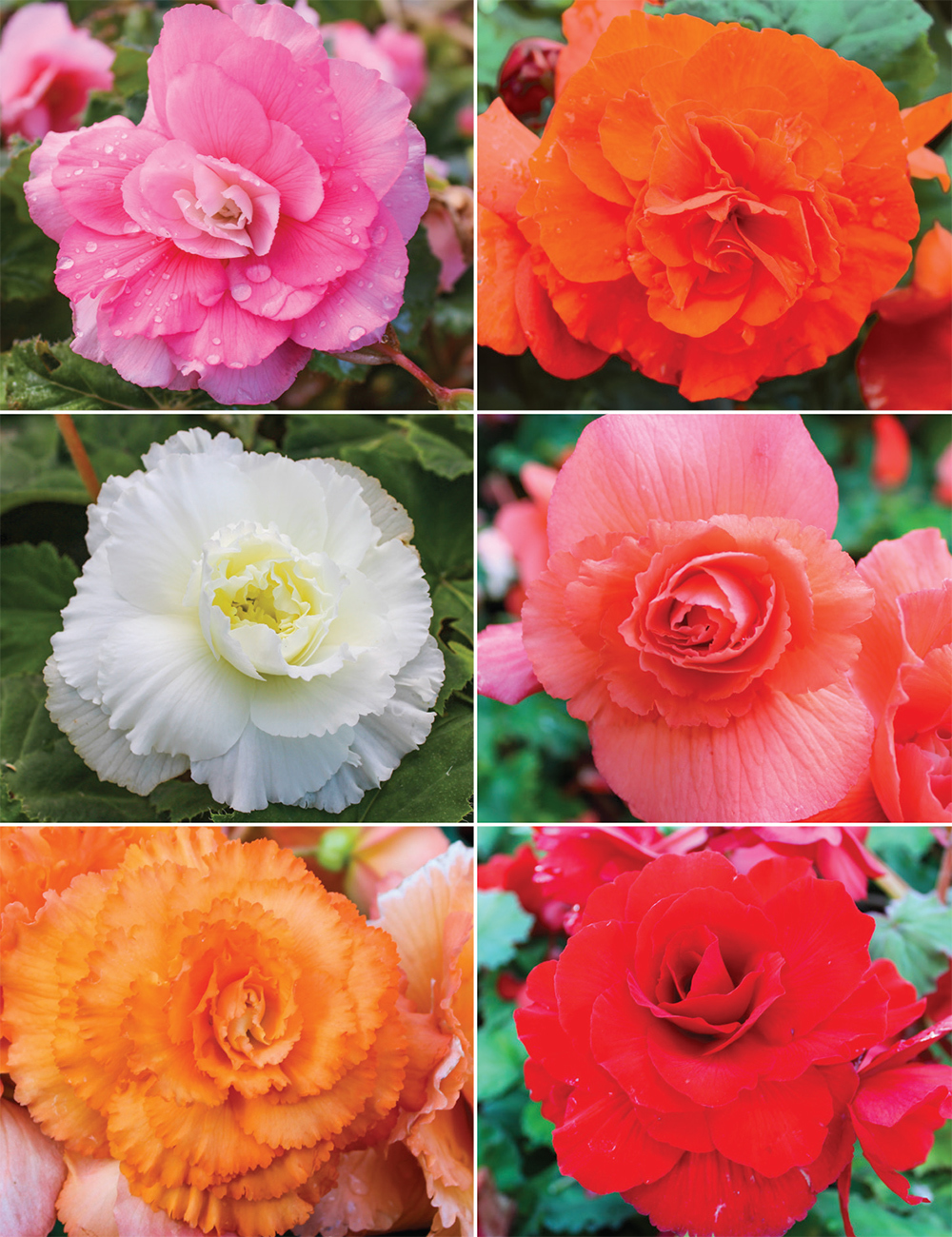 AmeriHybrid Tuberous Begonias Collection