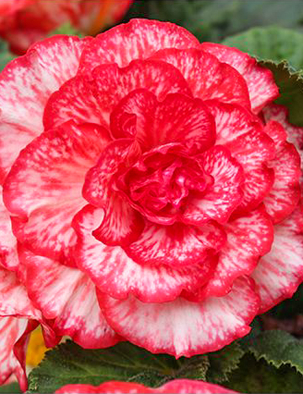 AmeriHybrid Tuberous Begonia 'Picotee Flamenco'